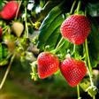 Jordbær Frugtbuske & bær