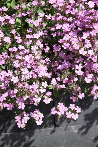 hejrenæb__erodium_manescavii