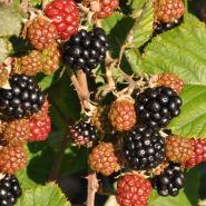 brombær__fruticosus__leveres_i_potte__tornfri__store_sorte_bær__modnes_når_de_er_9_måneder__selvbestøvende__rubus__