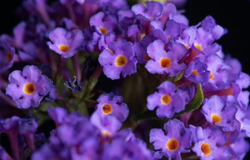 sommerfuglebusk__empire_blue__2050_cm_med_p9_potte__buddleja_davidii_