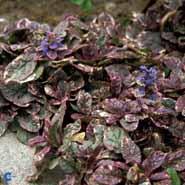 krybende_læbeløs__blå__ajuga_reptans__burgundy_glow_