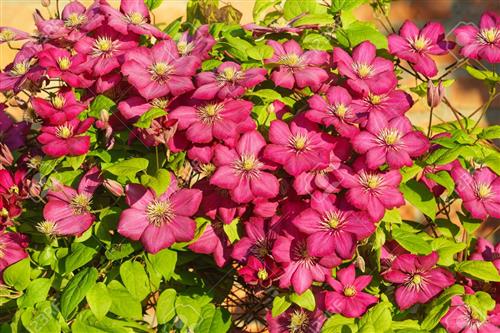 clematis__ville_de_lyon__carminrød_med_gule_støvdragere__leveres_med_potte__storblomstrende__mp-sta_