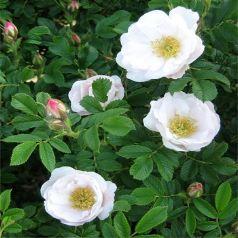hybenrosehansarose__hvid__rosa_rugosa__alba__