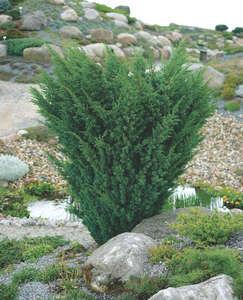enebær__blaauw__juniperus_chinensis__haveplanter__bundækkeplanter__