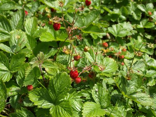 pryd_jordbær__fragaria_vesca_deep_rose