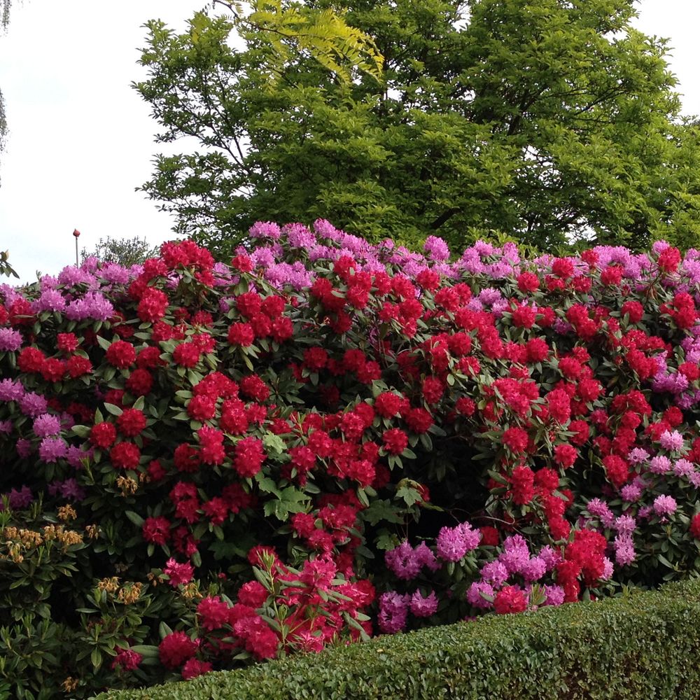 Periodisk formel Ren og skær Rhododendron. Red Jack. Rød. Priser fra 125,- kr. - planteskoler.dk