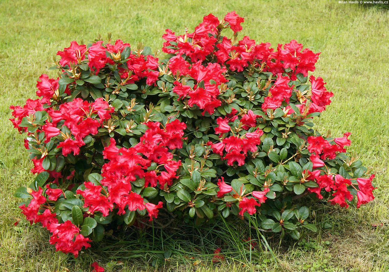 Rhododendron. Scarlet Wonder. Rød. Priser fra 195,31 kr. planteskoler.dk