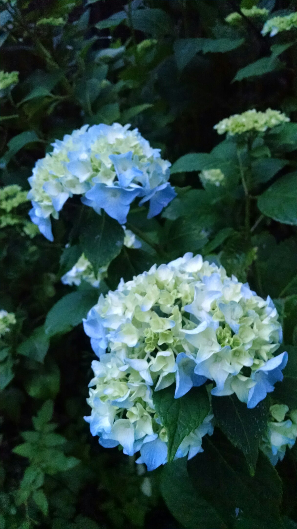 Hortensia. Nikko Blue. Hydrangea Macrophylla. Priser fra 34,43 kr ...