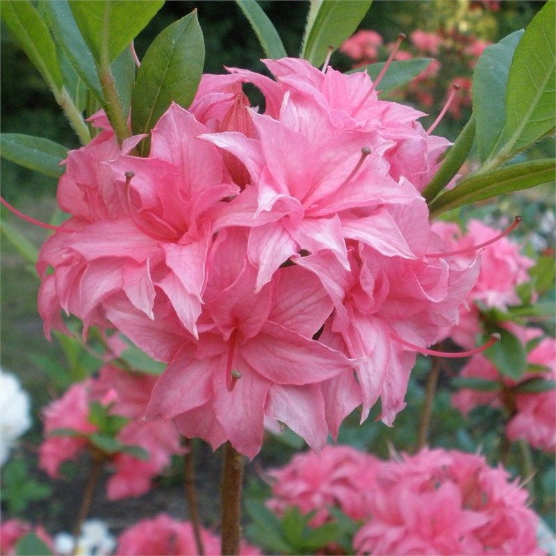 Rhododendron. Rosa. Luteum. Homebush. Priser fra 125, kr