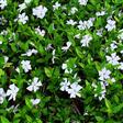 Vintergrønt. Hvid. Vinca Minor Alba. 