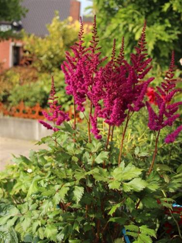 astilbe__chinensis__visions_in_red_