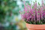 Planteskole – køb planter her. Online salg af planter.
