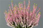 Lyng. Efterårslyng. Mary Rose. Rosa. Calluna. Vulgaris. Leveres i p5 potte.