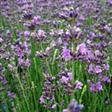 Lavendel Bunddækkeplanter