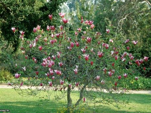 stjernemagnolie__nigra__rosarød__magnolia_liliiflora__haveplanter__