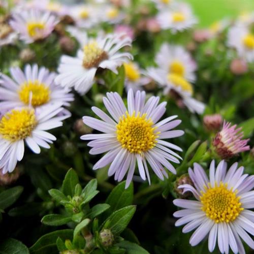 pudeasters__aster__ageratoides__asmo_