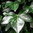 Efeu. Hestor. Vedbend. Storbladet. Klatreplante. Selvhæftende. Hedera Hibernica Hestor. Bunddækkeplante.