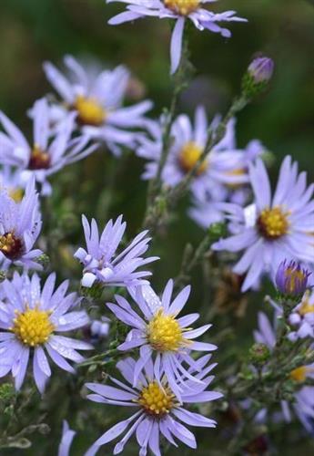 pudeasters__aster__ericoides__blue_star__
