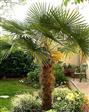 Palme Specielle Planter