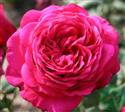 Storblomstrende roser Roser 