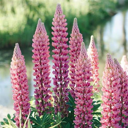 lupin__lupinus_the_chatelaine