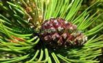 Bjergfyr - TILBUD. 80/100 cm med potte eller klump. Pinus Mugo.