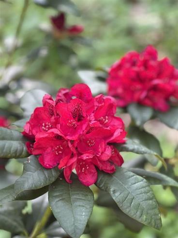rhododendron__rød__leveres_i_p15_potte__lord_roberts_