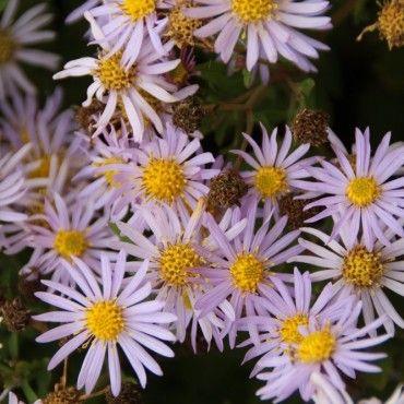 pudeaters__aster__ageratoides__stardust_