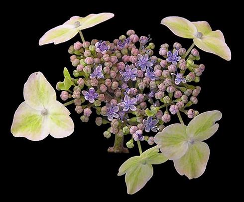 hortensia__acuminata__hvidblå__hydrangea_macrophylla_serrata__haveplanter_
