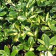Benved. Blondy. 15/30 cm med potte. Euonymus Fortunei Blondy. 