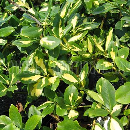 benved__blondy__1530_cm_med_potte__euonymus_fortunei_blondy__
