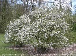 stjernemagnolie__sieboldii__hvid__magnolia__haveplanter_