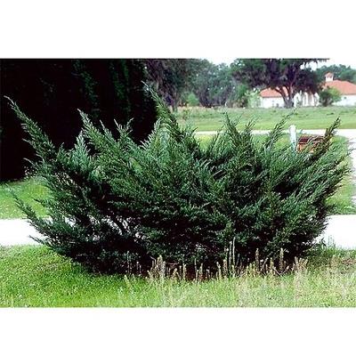 enebær__chinensis__juniperus_chinensis_pfitzeriana__haveplanter__læhegn__