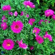 asters__pudeasters__rødlilla_blomster__dumosus_jenny_
