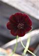 Chokoladeblomst. Cosmos atrosanguineus