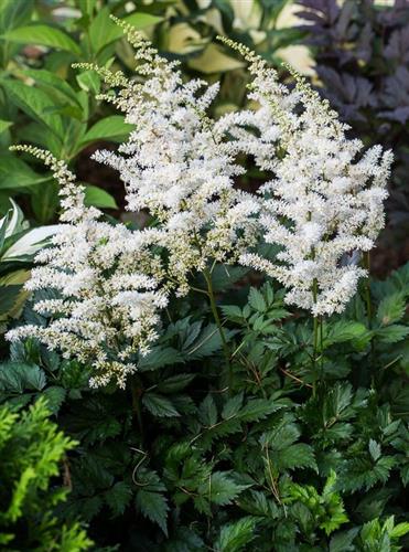 astilbe_chinensis_vision_in_white