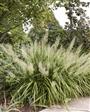SANDRØR. Calamagrostis. Brachytricha.