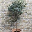 Eukalyptus