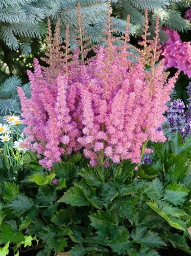 astilbe__chinensis__visions_in_pink_