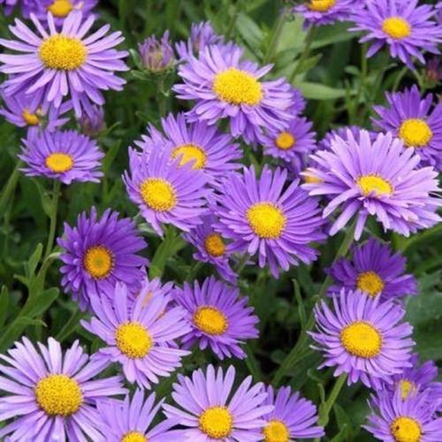 pudeasters__aster__alpinus__dunkle_schone_