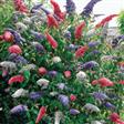 Sommerfuglebusk. Buddleja. 3/4 farver. Mørkviolet-Lysviolet-Hvid-Rød. 