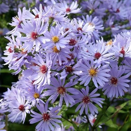 pudeasters__aster__little_carlow_