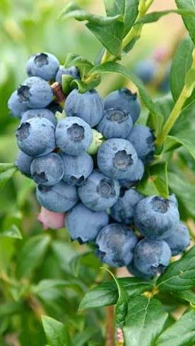 blåbær__denise_blue__vaccinium_corymbosum_