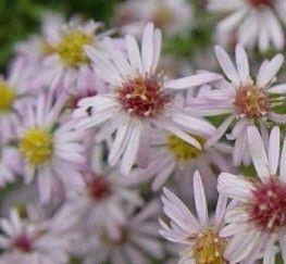 pudeasters__aster__ericoides__pink_cloud_