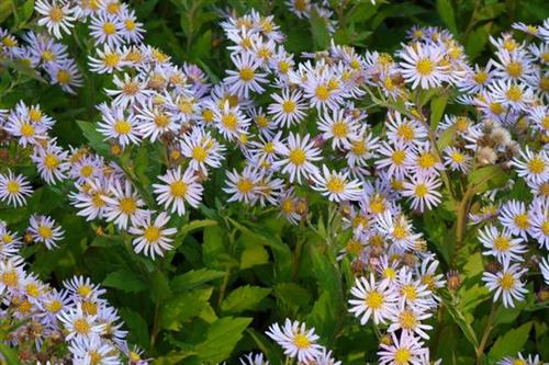 pudeasters__aster__ageratoides__asran_