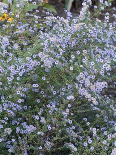 pudeasters__aster__ericoides__blue_star__