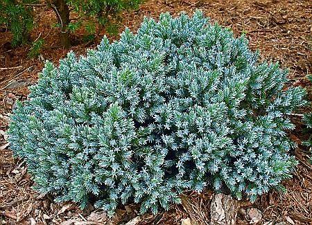 enebær__blue_star__juniperus_squamata__haveplanter__bundækkeplanter__
