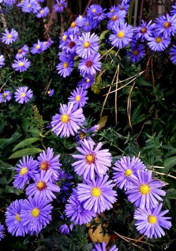 pudeasters__aster__ericoides__blue_wonder_