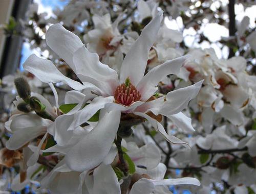 stjernemagnolie__stellata__hvid__magnolia__haveplanter__