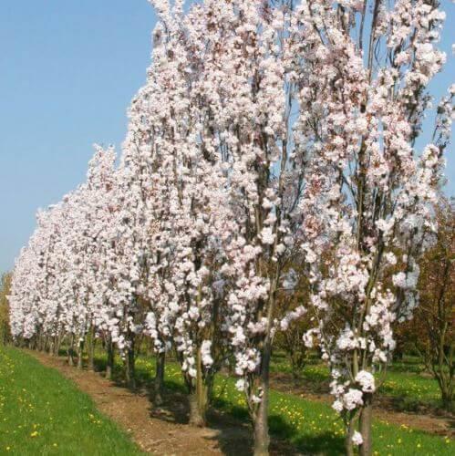japansk_kirsebær__søjle__prunus_serrulata_amanogawa__haveplanter_allétræer